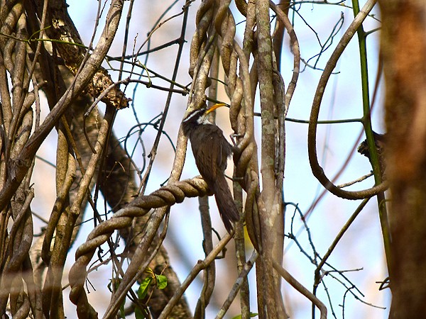 Indian Scimitar-Babbler - ML113687311