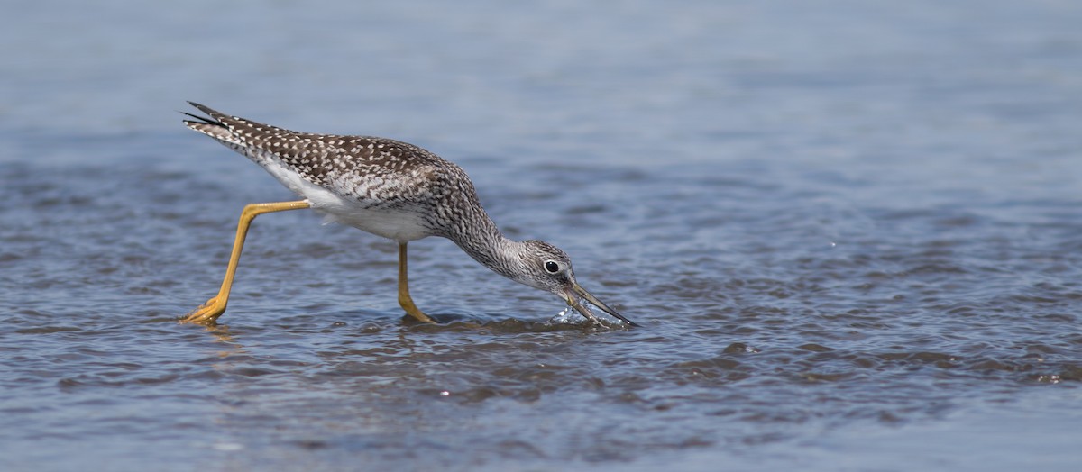 Greater Yellowlegs - Doug Hitchcox