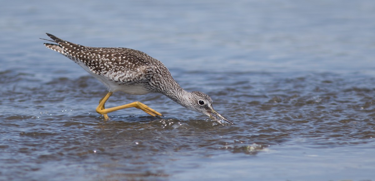 Greater Yellowlegs - ML113688061