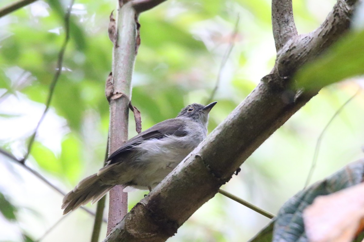 Spectacled Bulbul - ML113688301