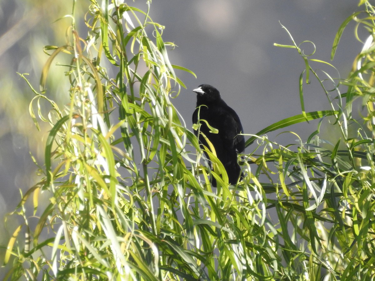 Scrub Blackbird - ML113689291