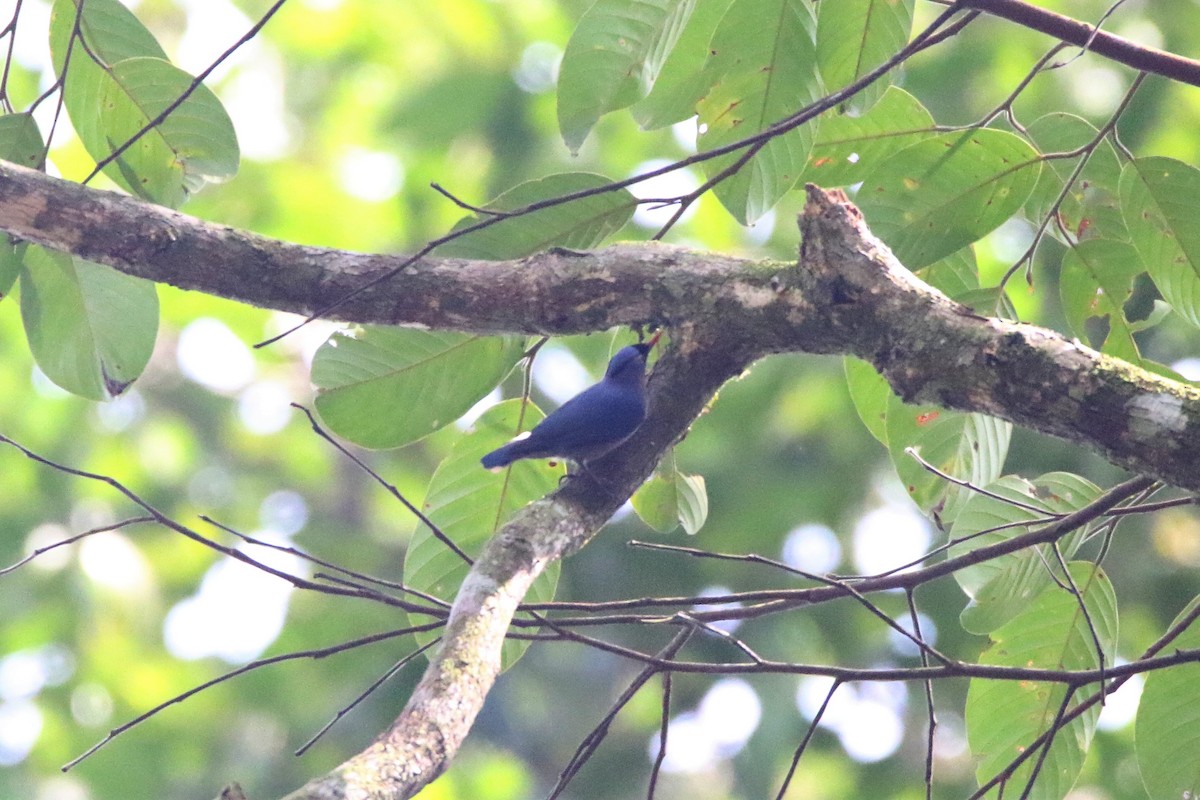 Velvet-fronted Nuthatch - ML113689501