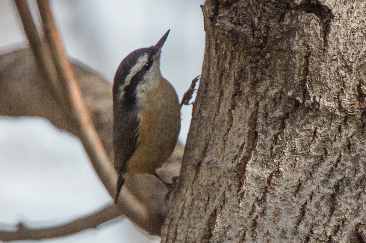 Red-breasted Nuthatch - ML113689741