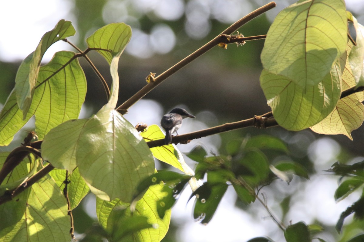 Black-winged Flycatcher-shrike - ML113689761