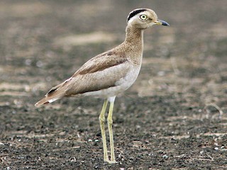 Adult - Peruvian Thick-knee