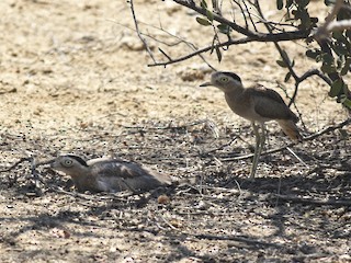Adult - Peruvian Thick-knee