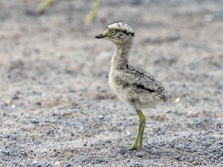Juvenile - Peruvian Thick-knee