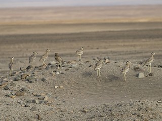 Adult - Peruvian Thick-knee