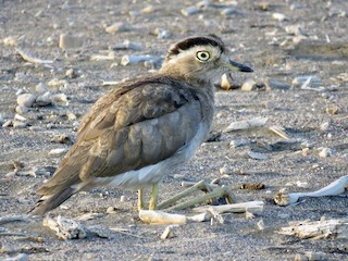 Adult - Peruvian Thick-knee