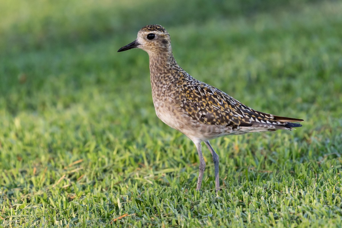 Pacific Golden-Plover - ML113690521