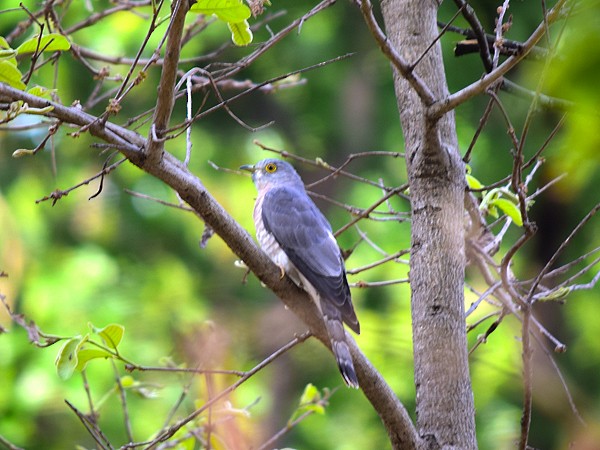 Common Hawk-Cuckoo - Sudipta Nandy