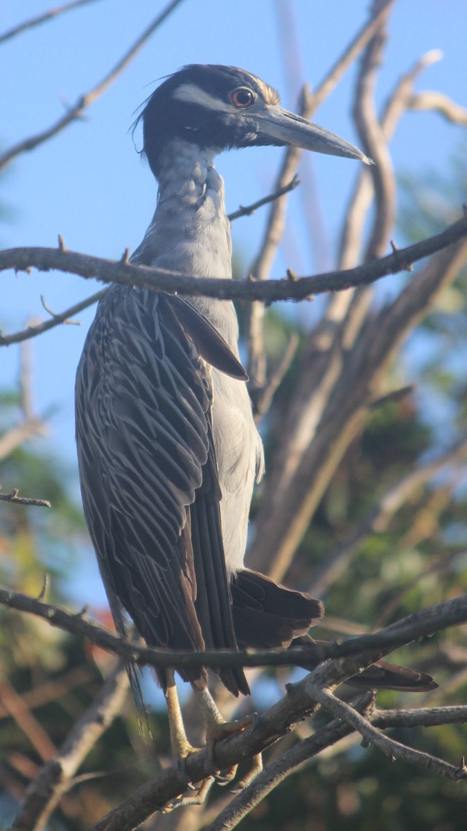 Yellow-crowned Night Heron - ML113691871