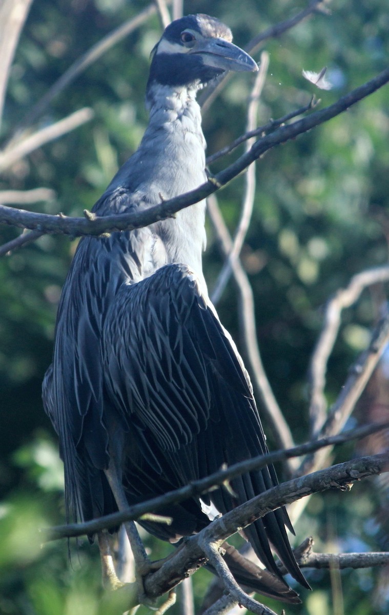 Yellow-crowned Night Heron - ML113691881
