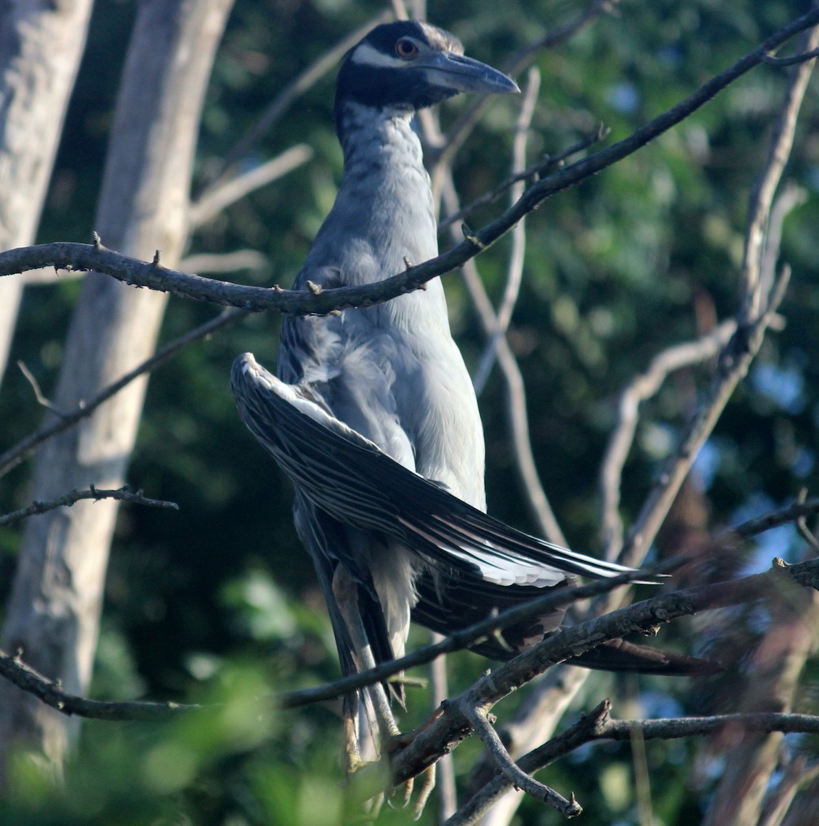 Yellow-crowned Night Heron - ML113691891