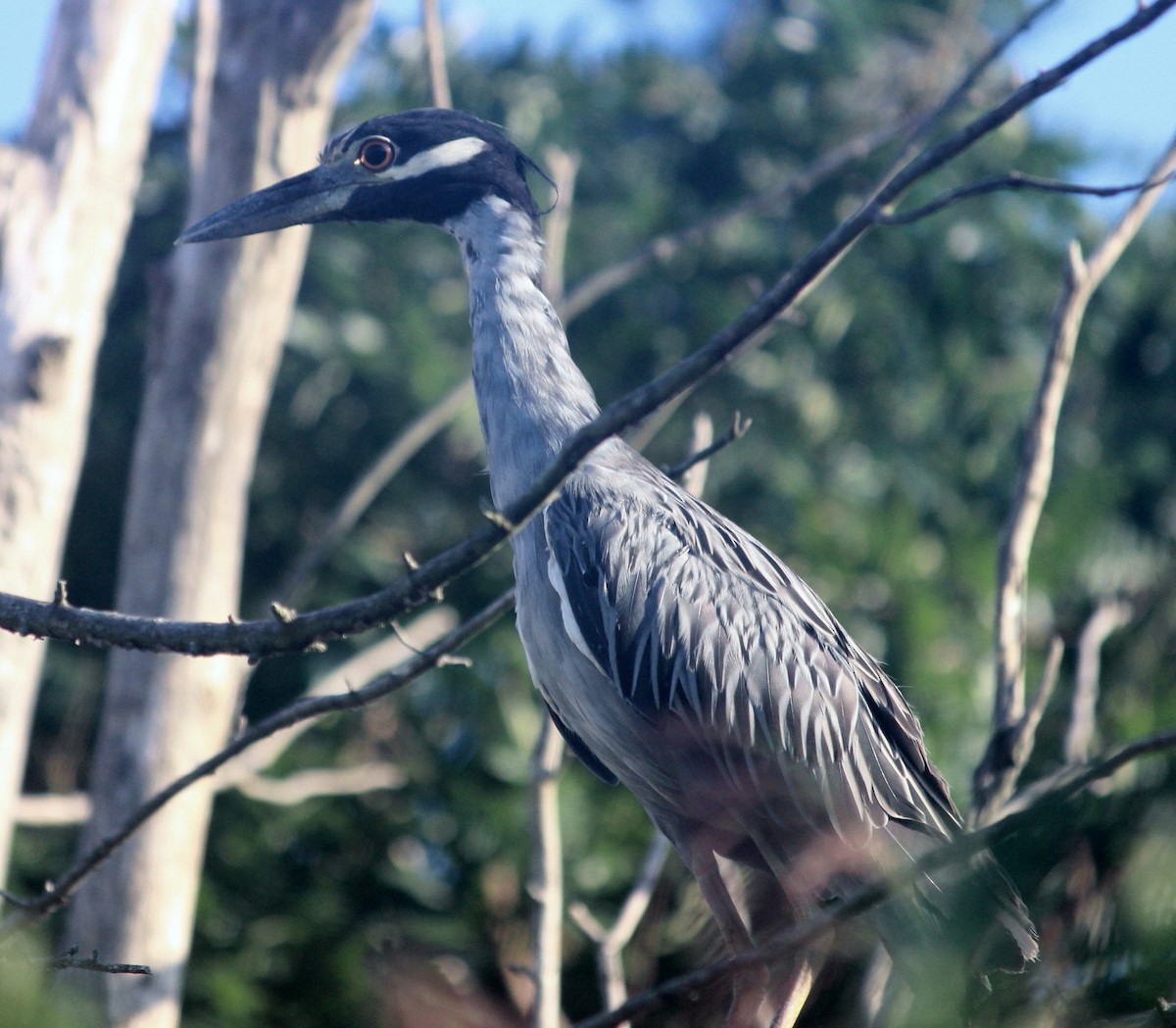 Yellow-crowned Night Heron - ML113691901