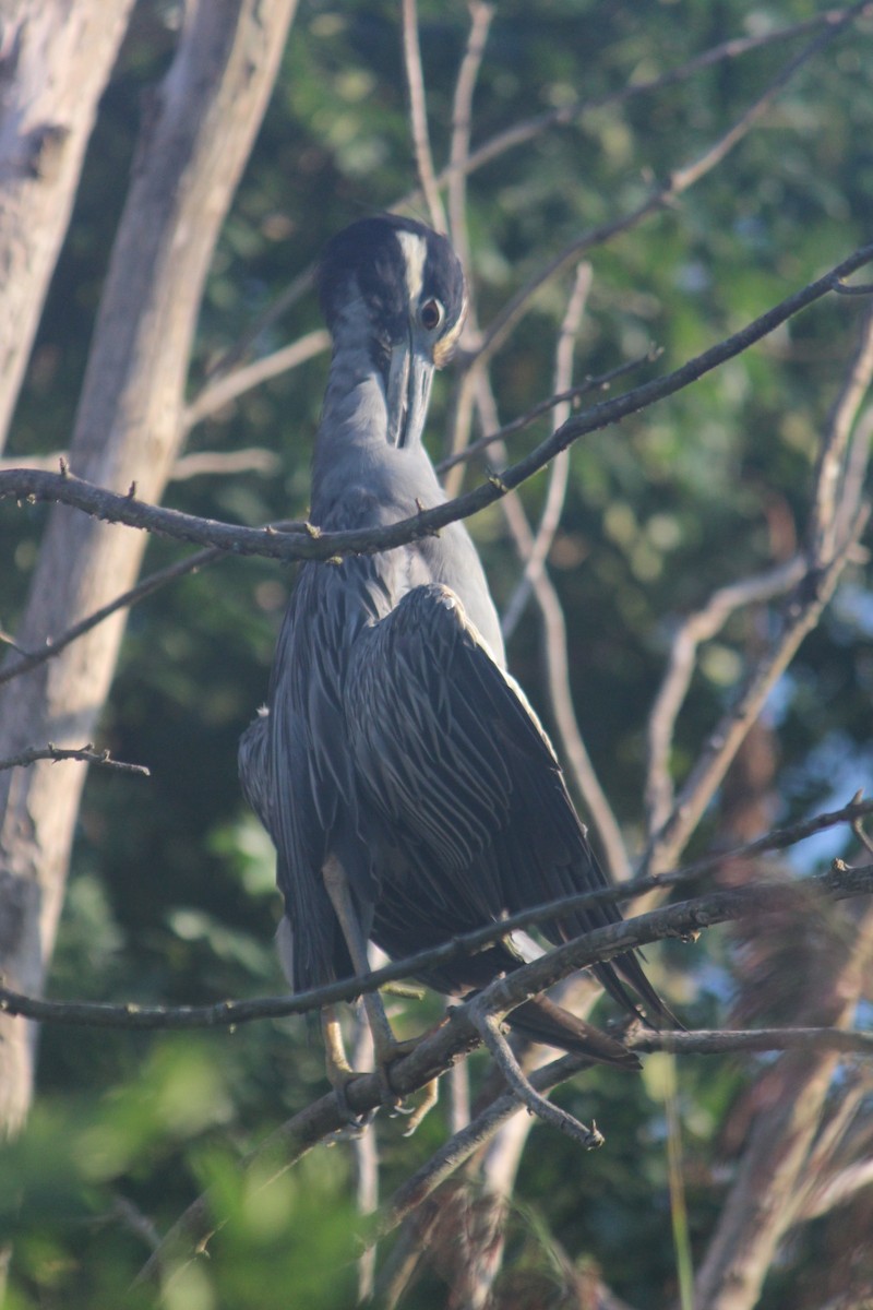 Yellow-crowned Night Heron - ML113691911