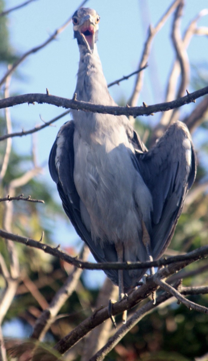 Yellow-crowned Night Heron - ML113691931