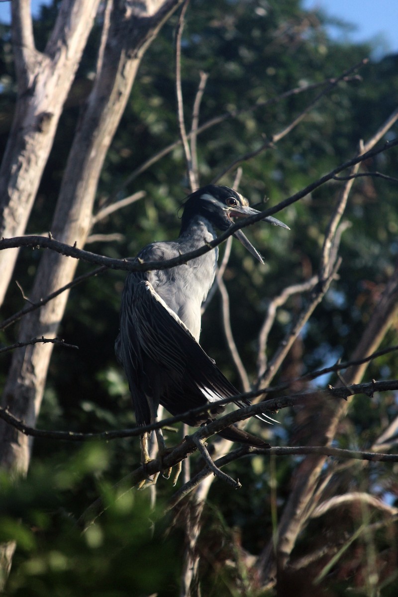 Yellow-crowned Night Heron - ML113691941