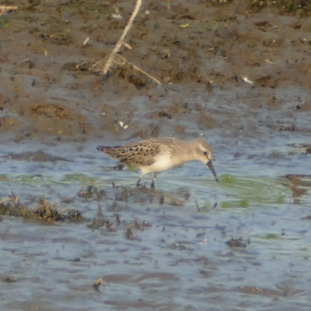 Western Sandpiper - ML113691981