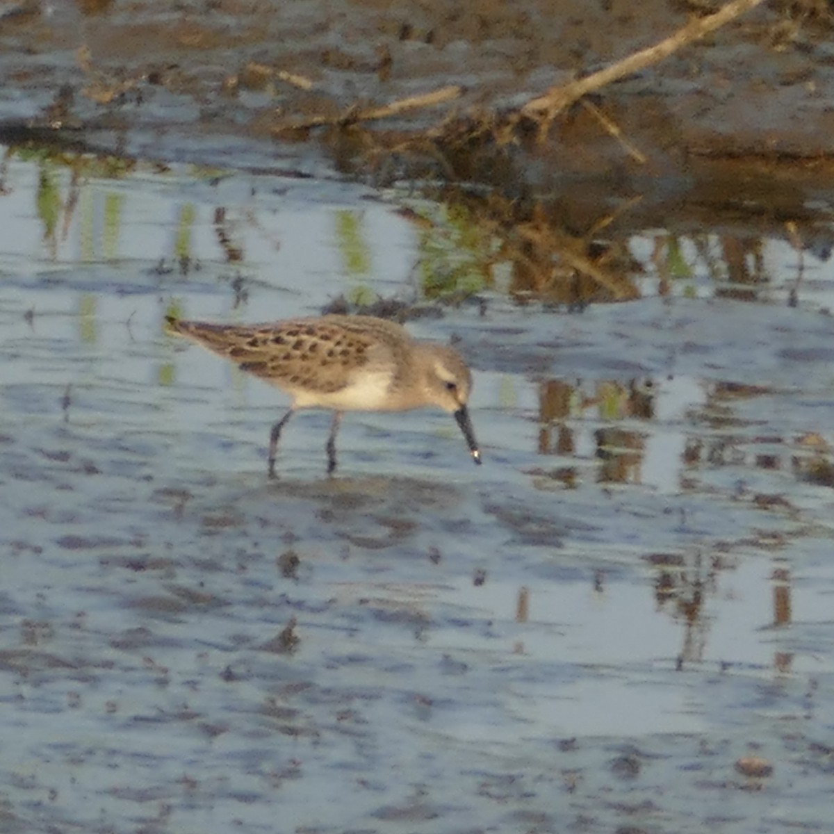 Western Sandpiper - John Foster