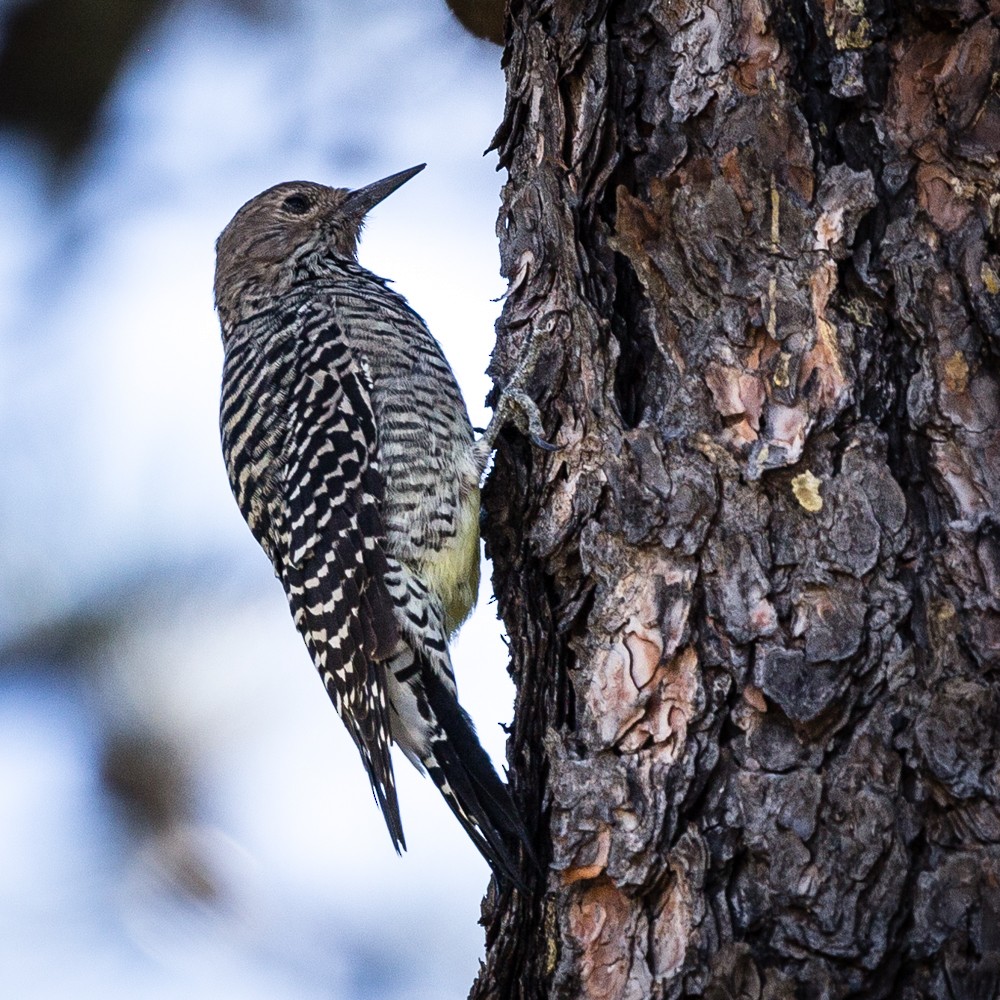 Williamson's Sapsucker - ML113692161