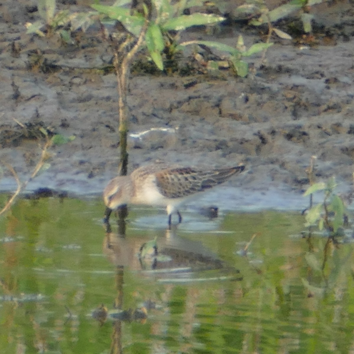 Western Sandpiper - ML113692211