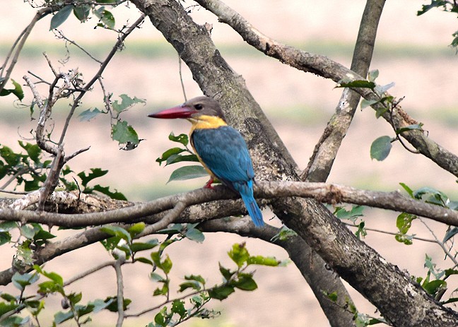 Stork-billed Kingfisher - ML113693241