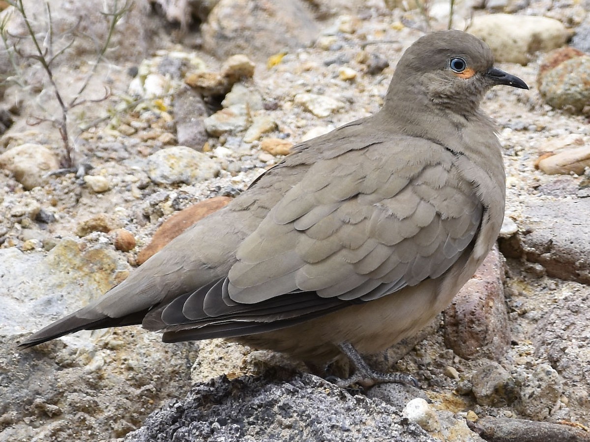 Photos - Black-winged Ground Dove - Metriopelia melanoptera