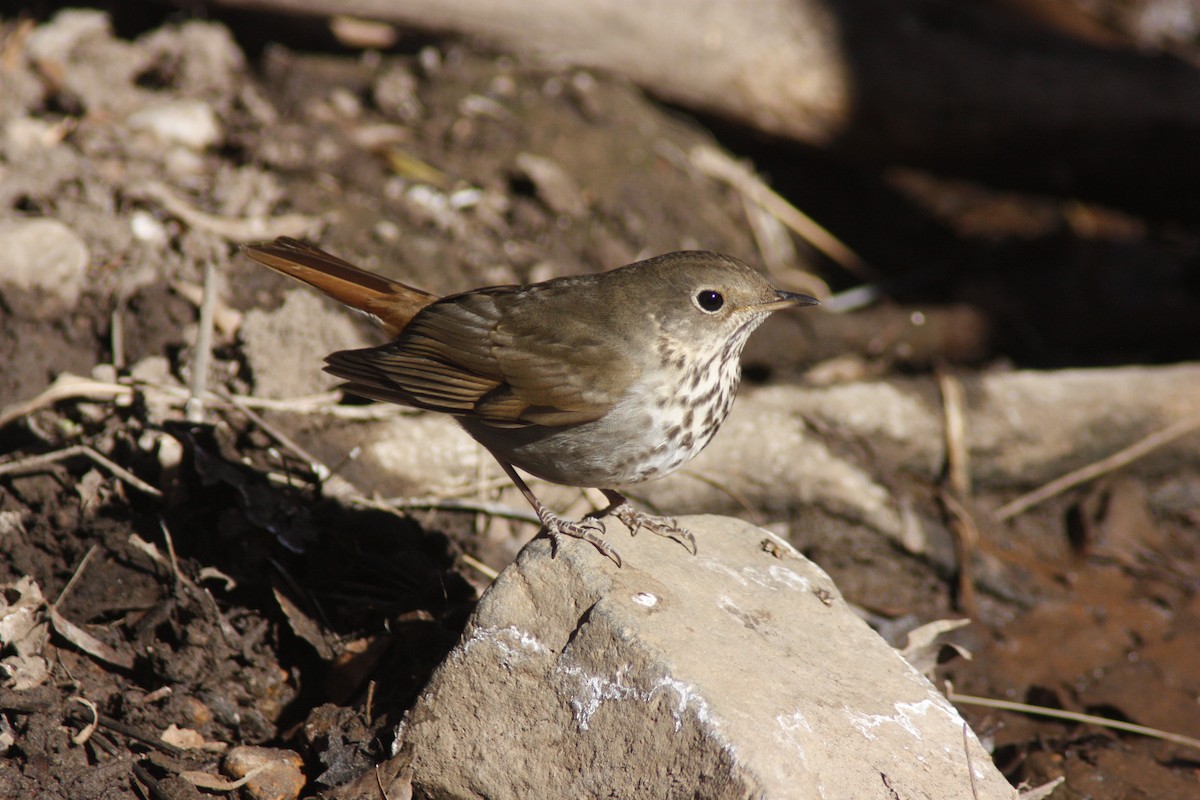 Hermit Thrush - ML113696721