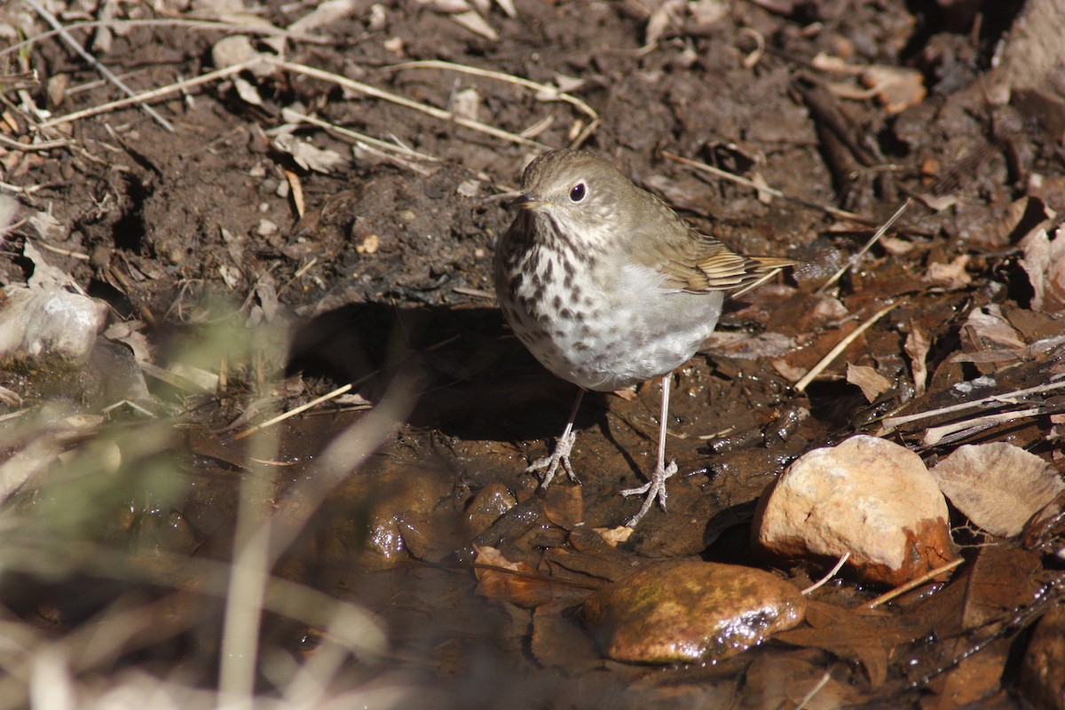 Hermit Thrush - ML113696731