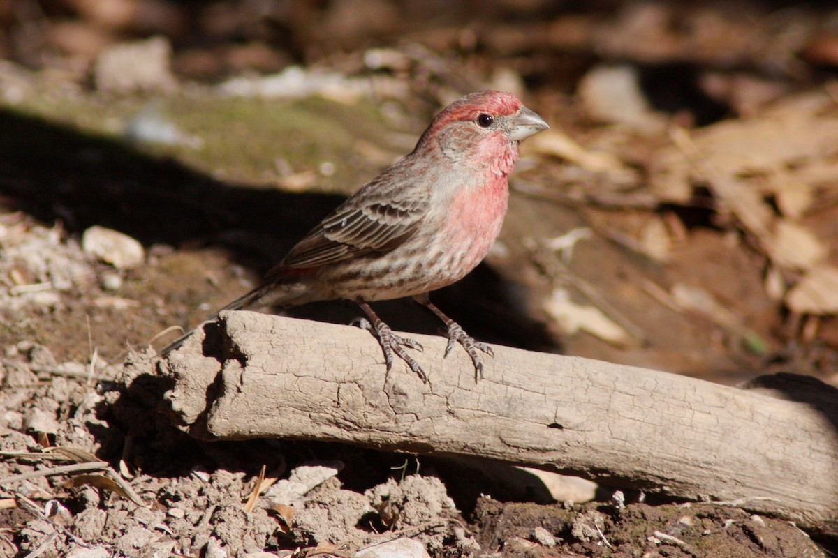 House Finch - ML113697091