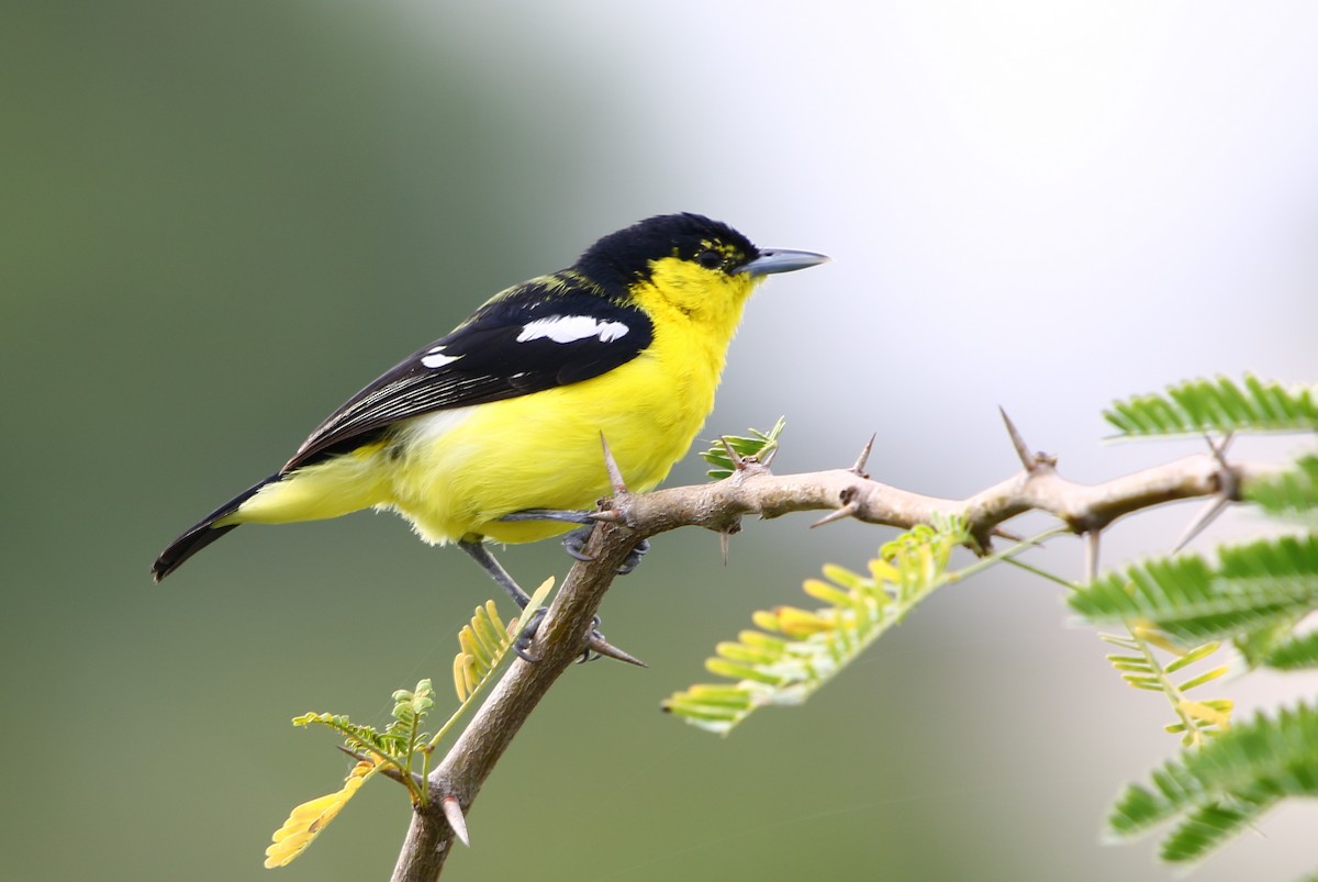 Common Iora - Bhaarat Vyas