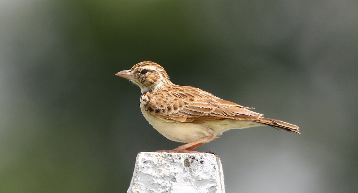 Indian Bushlark - ML113699031