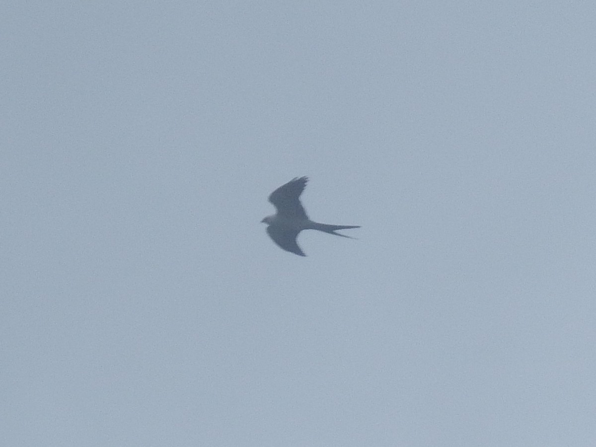 Swallow-tailed Kite - Andrew Sharp