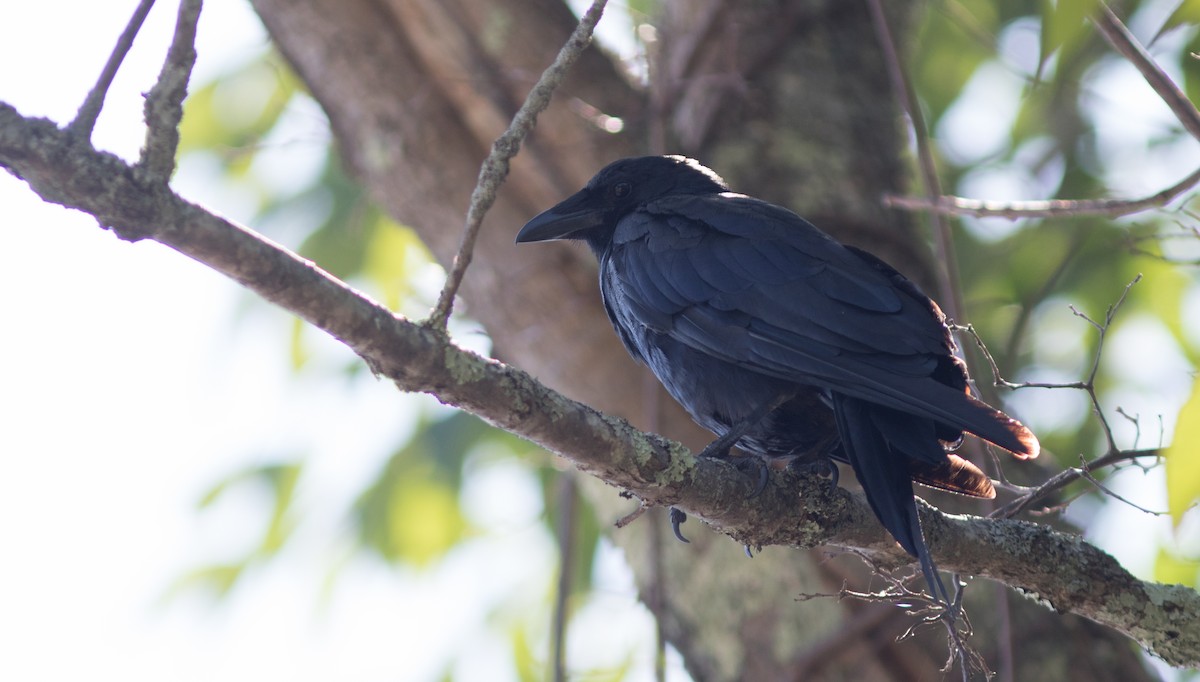 Fish Crow - Doug Hitchcox