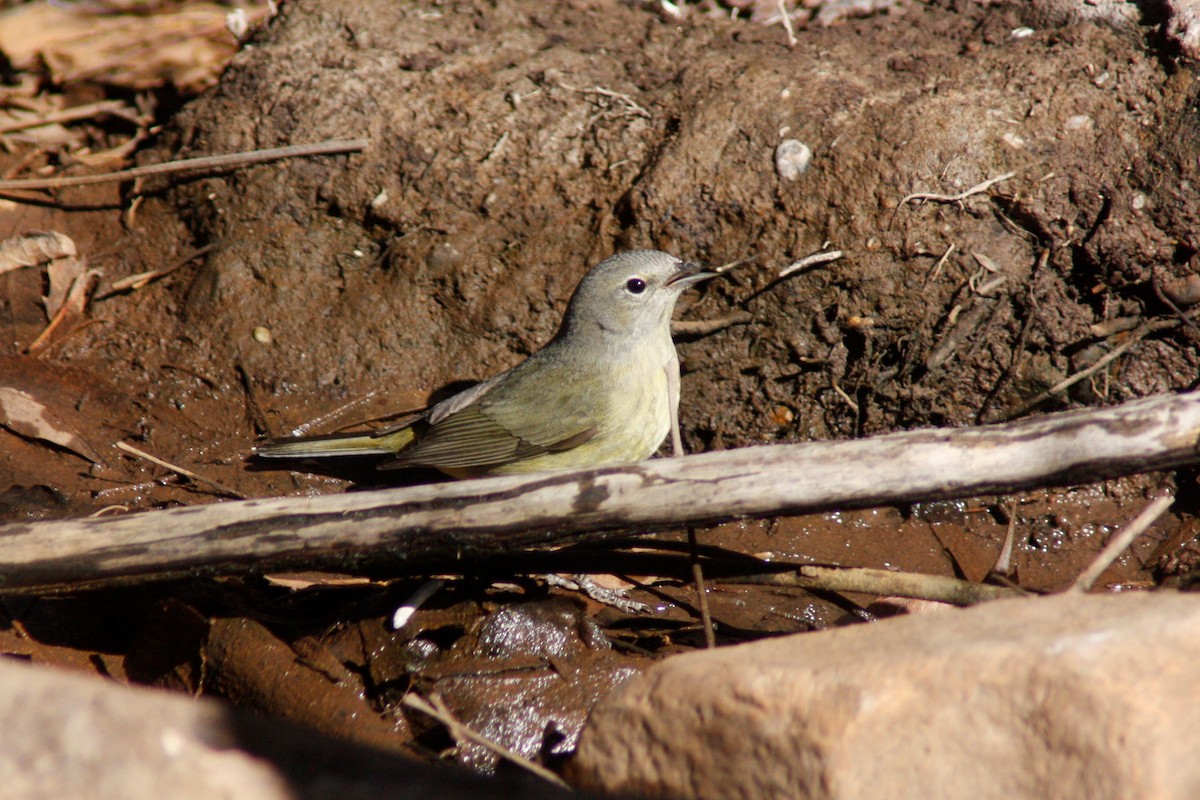 Orange-crowned Warbler - ML113699711