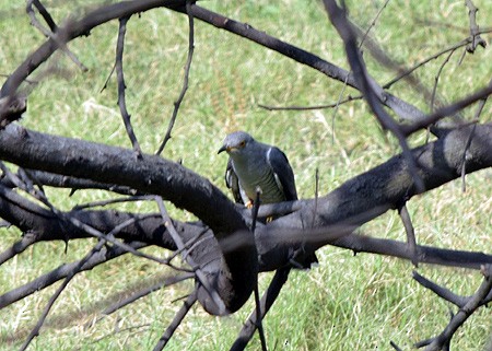 Common Cuckoo - Sudipta Nandy