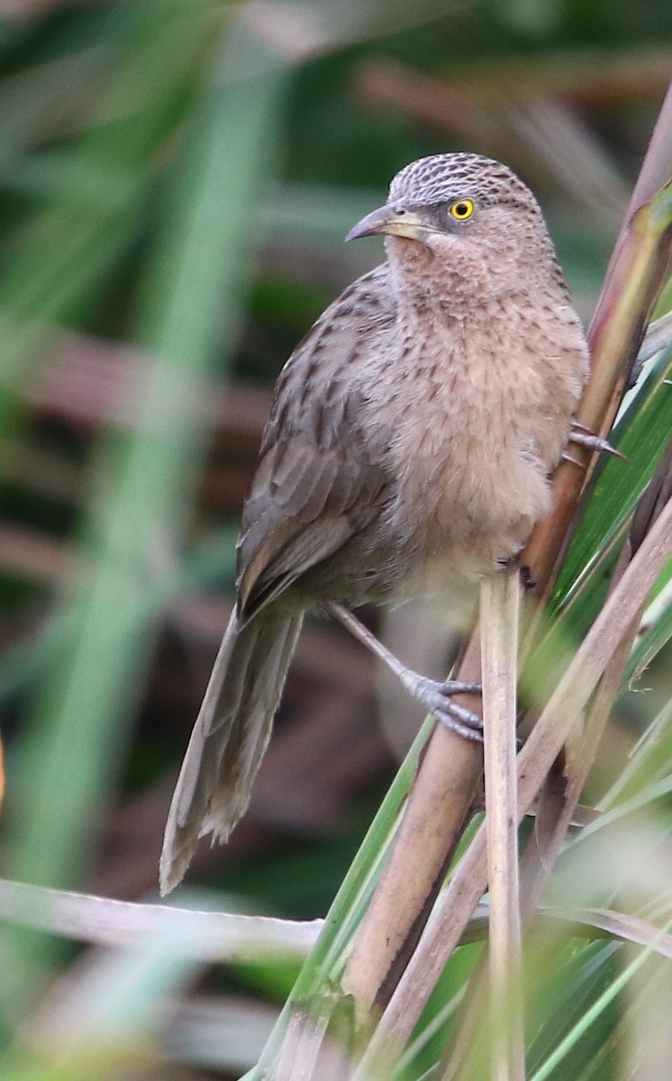 Striated Babbler - ML113699941