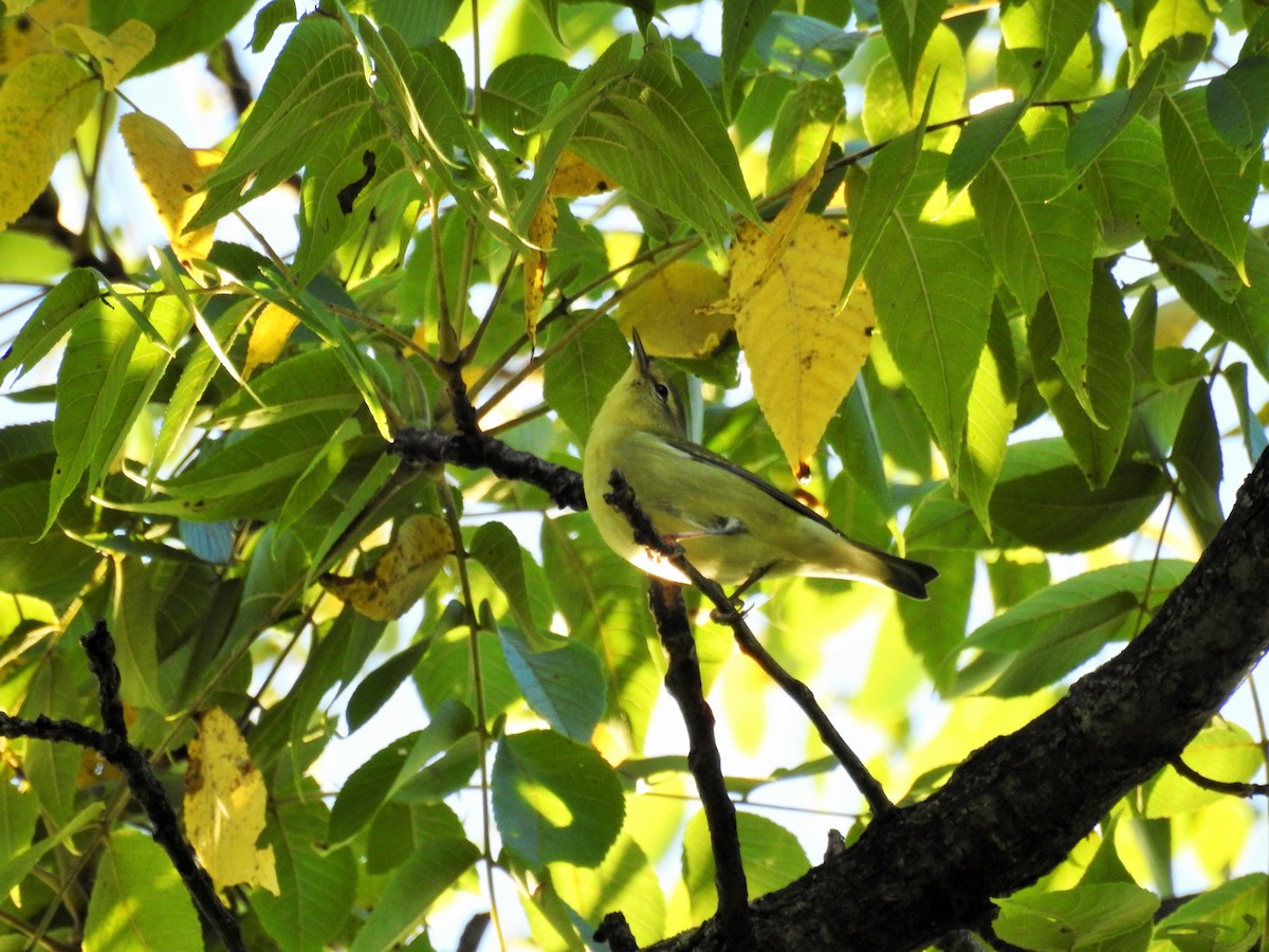 Vireo de Filadelfia - ML113700971