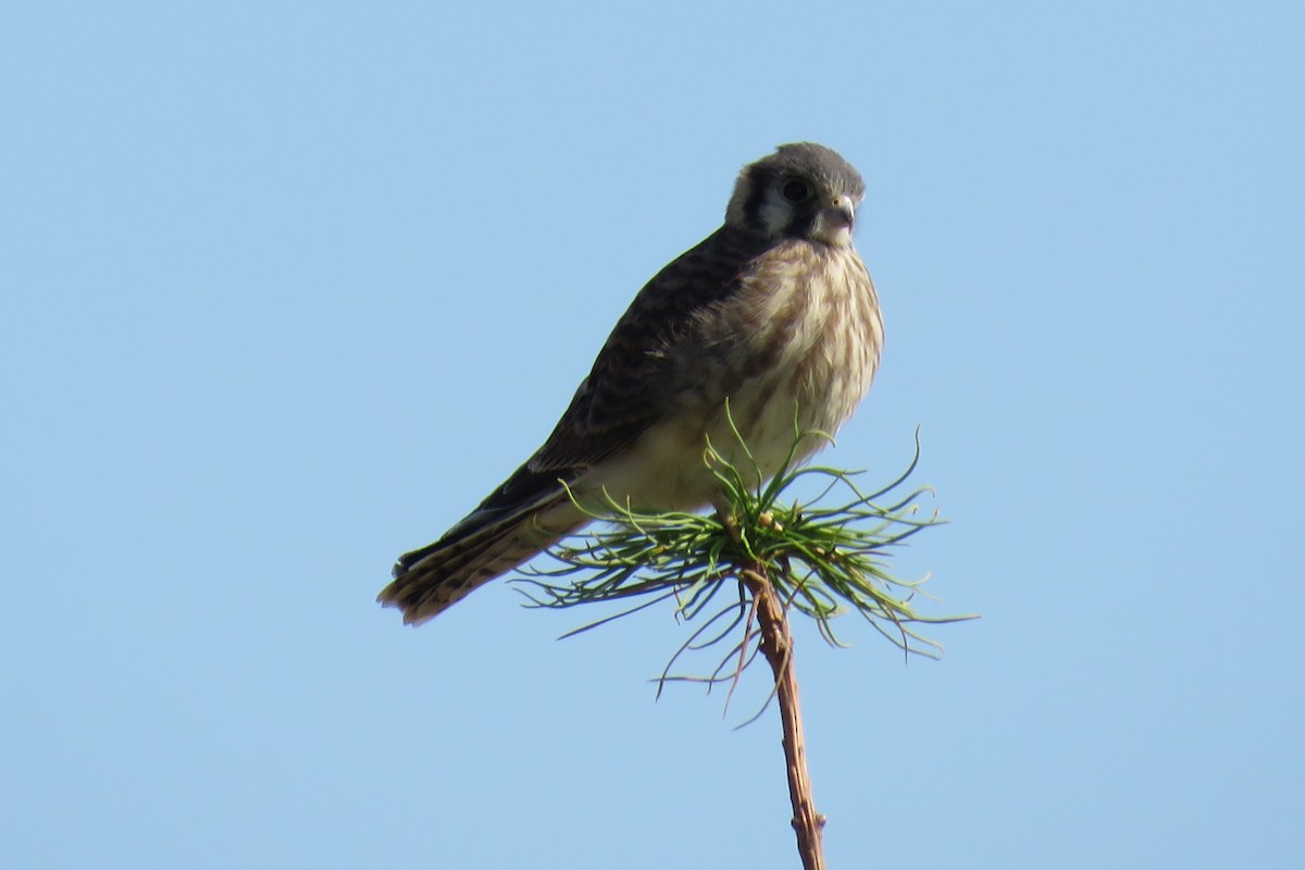 American Kestrel - ML113701521