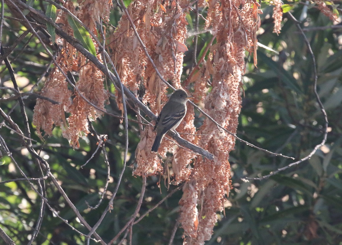 Willow Flycatcher - ML113702991