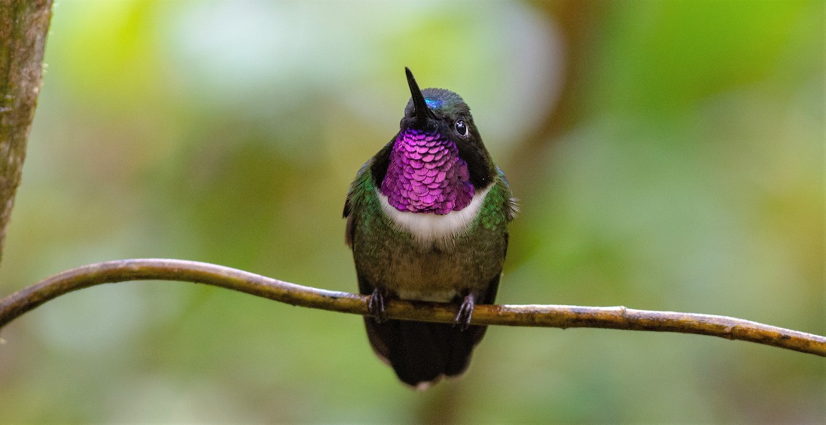 Amethyst-throated Sunangel - Alex Luna