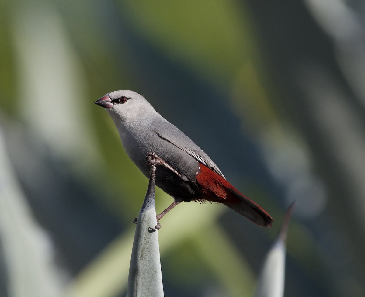 Lavender Waxbill - Bill Brynteson