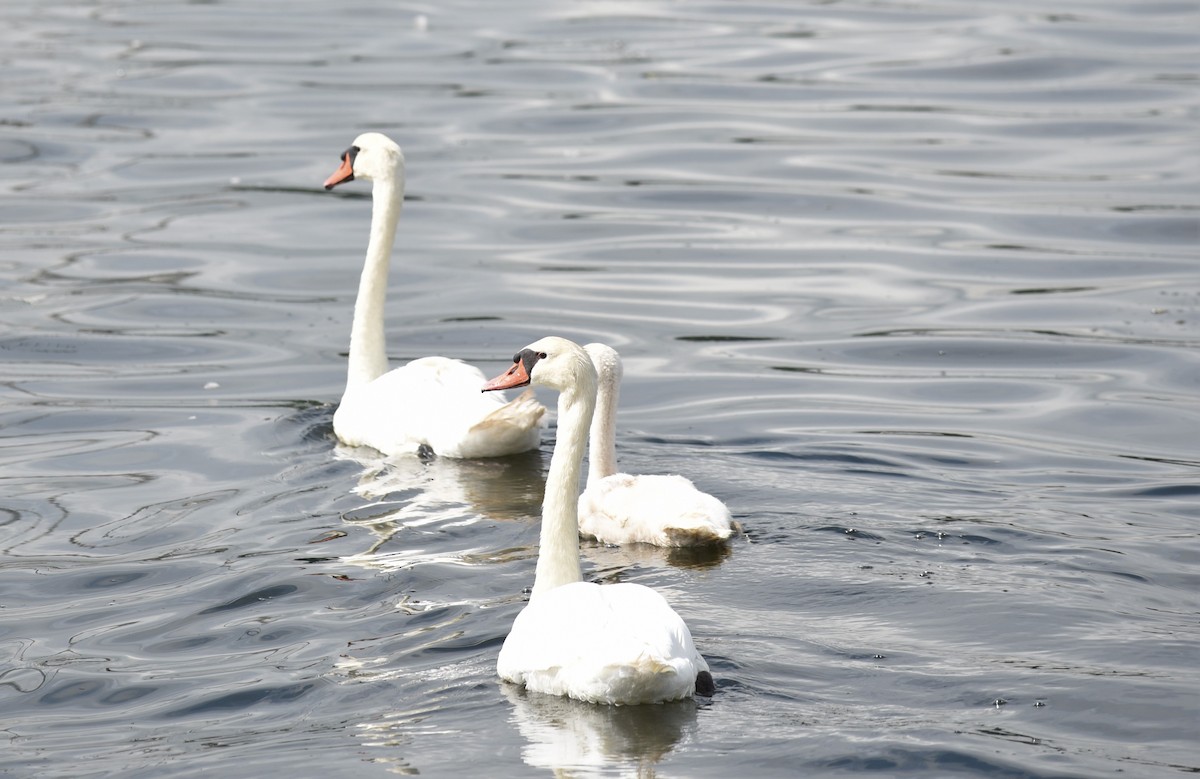 Cygne tuberculé - ML113709151