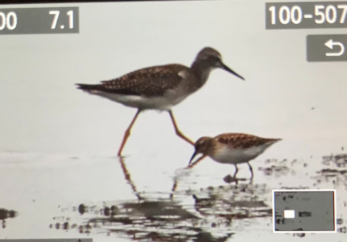 Least Sandpiper - ML113709261