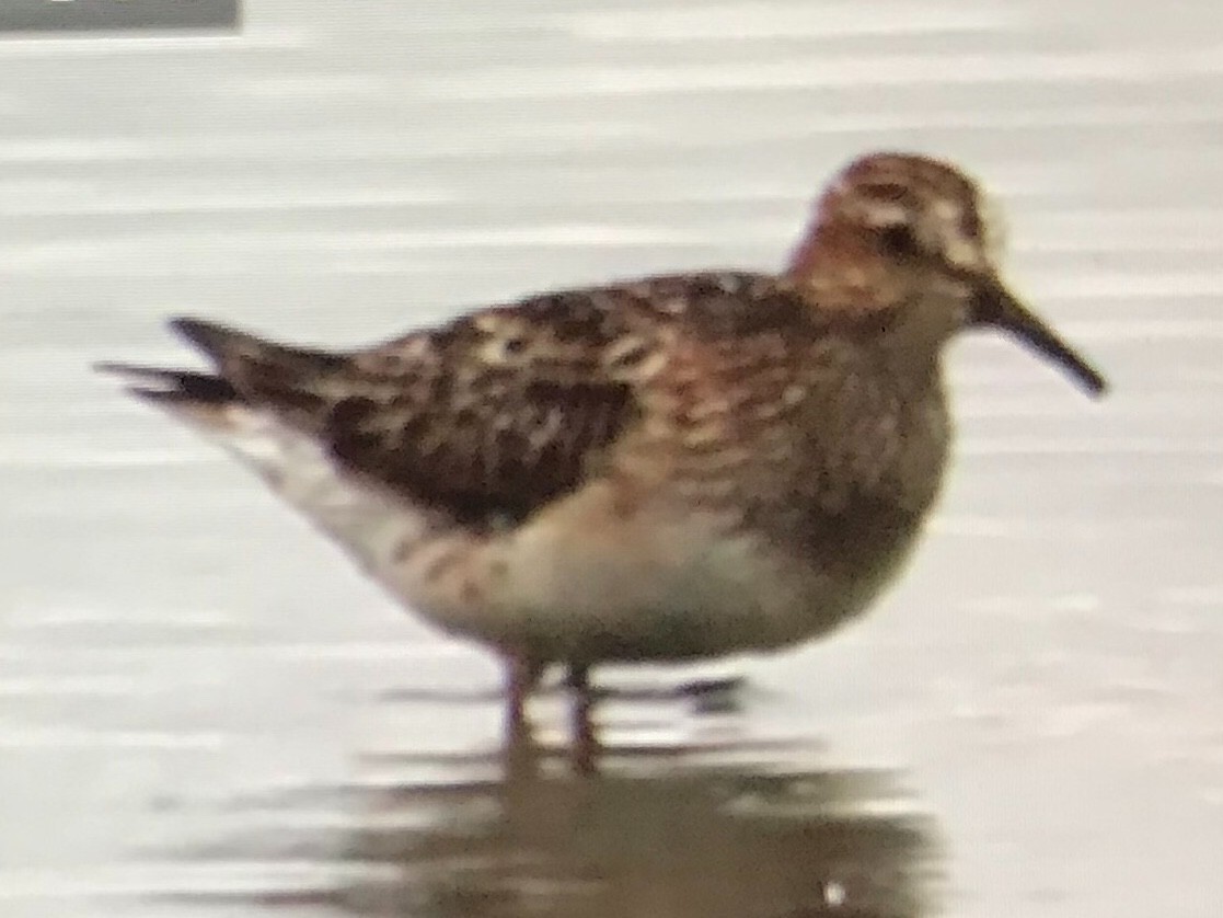 Pectoral Sandpiper - ML113709291
