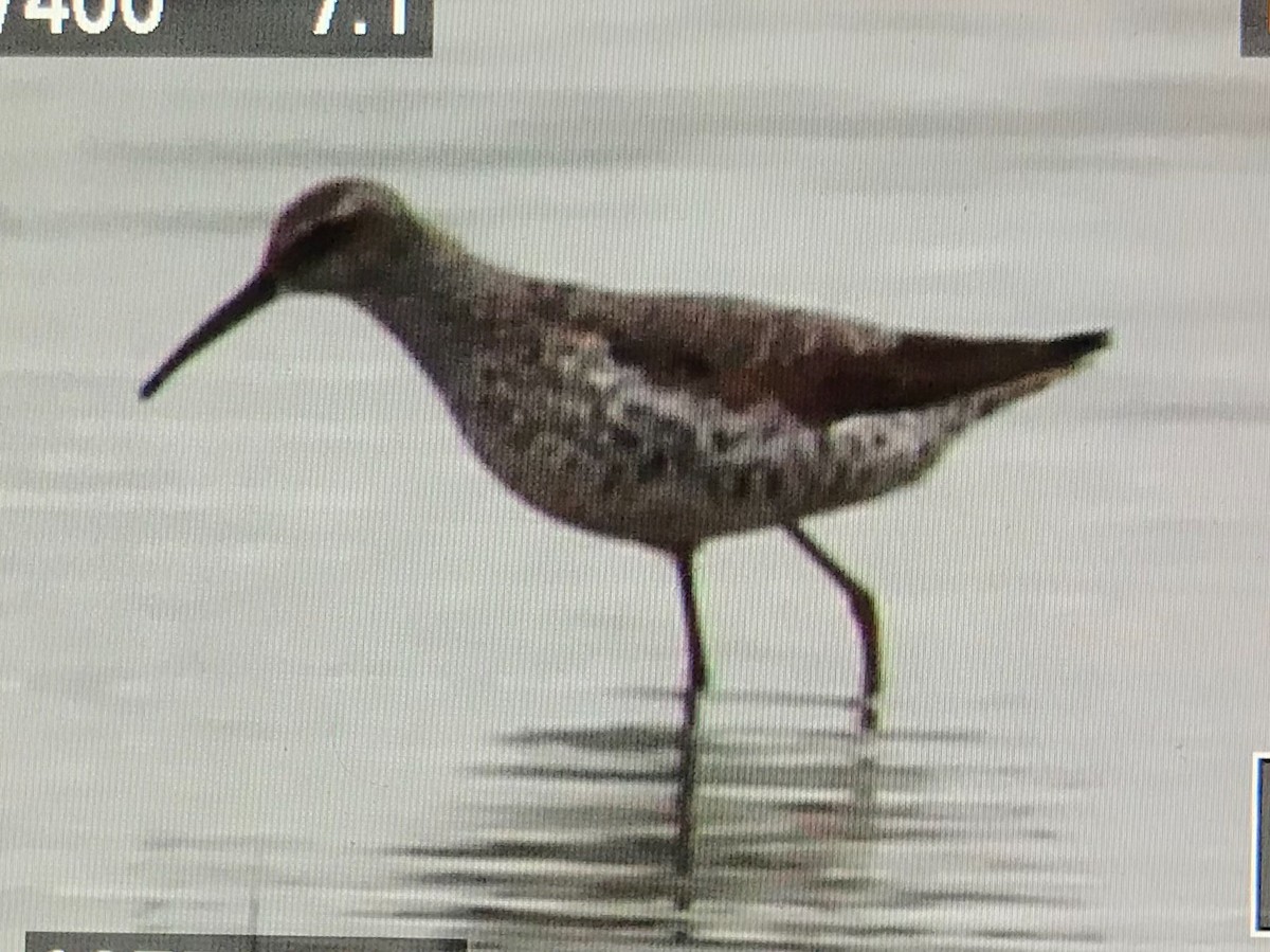 Stilt Sandpiper - ML113709781