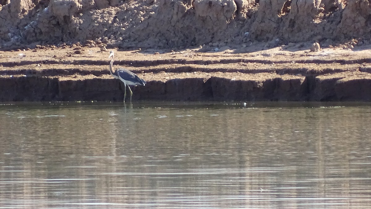 Tricolored Heron - ML113710631