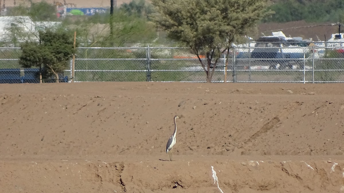 Tricolored Heron - ML113710781