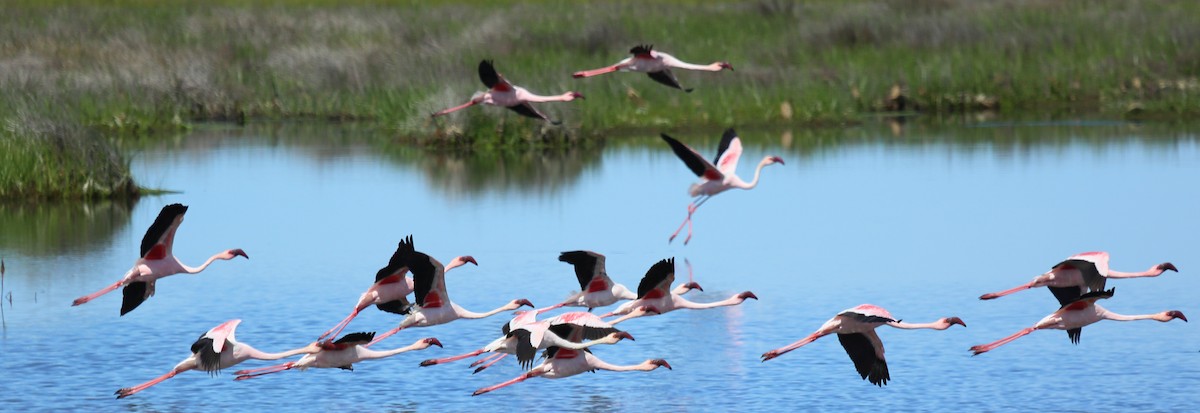 Lesser Flamingo - Vicente Alvarado